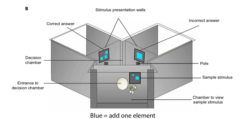 Diagram of the experiment in which a bee is expected to perform addition, as signified by blue elements.